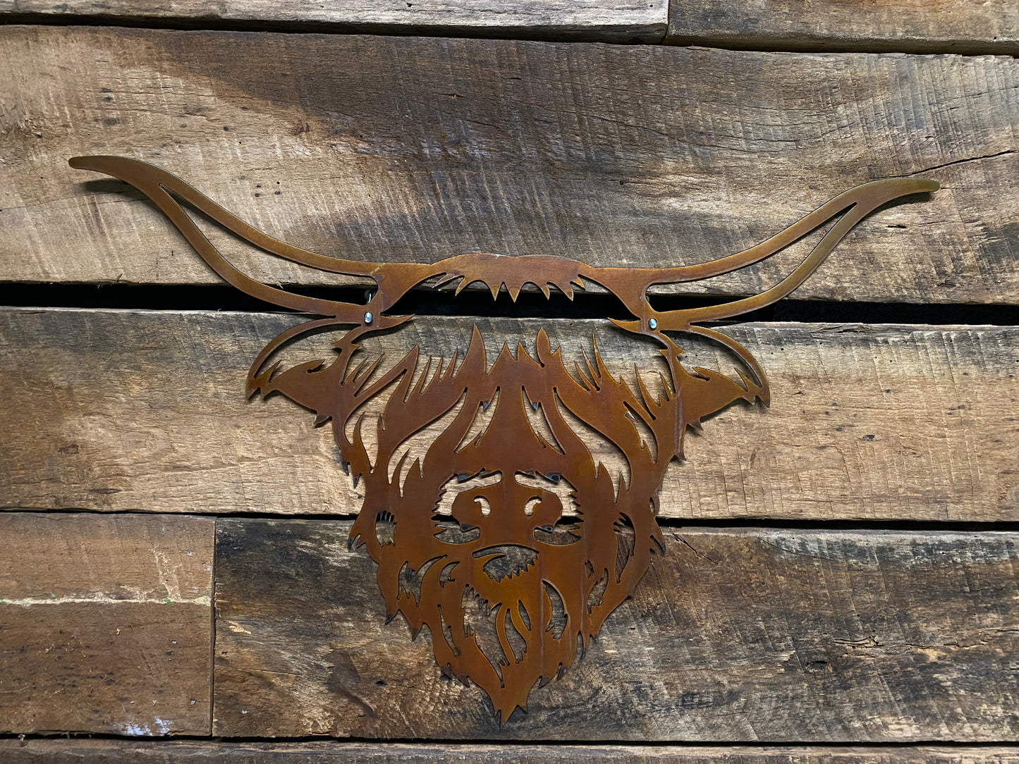 Highland Cow